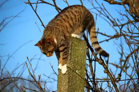 Getigerte Katze klettert vorsichtig von einem Pfosten