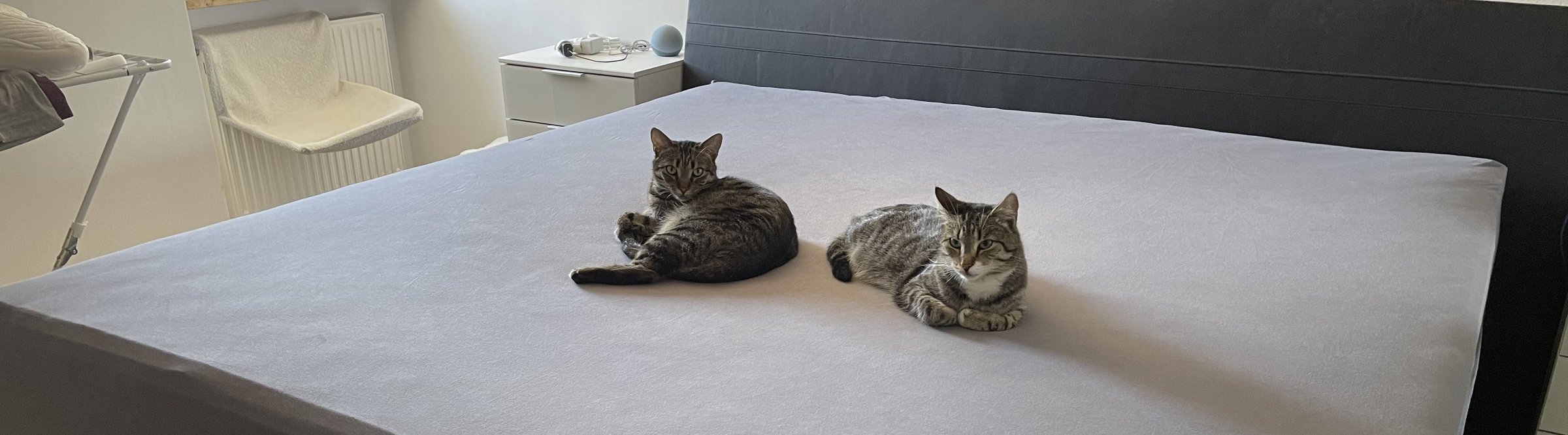 Lehmann und Snuggles, die beiden Test-Kater, liegen nebeneinander auf dem Bett