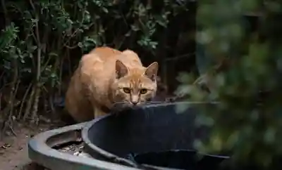 Rote Katze an einem dunklen Wassernapf